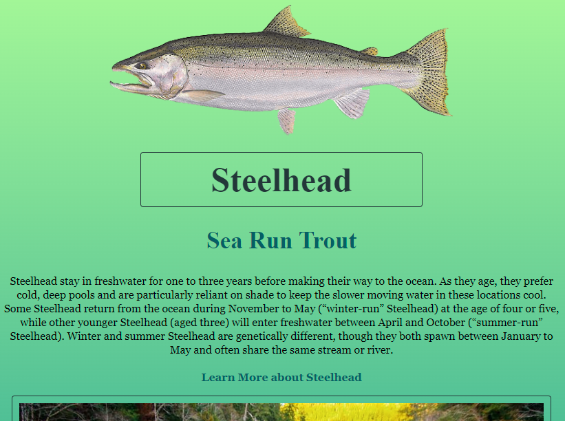 steelhead